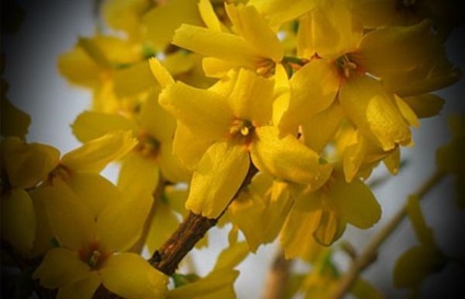 Ültetés és ellátása Forsythia a külvárosban