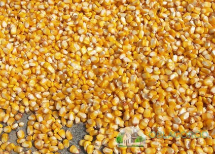 Ültetés kukorica ház a magok és palánták - különösen a folyamat