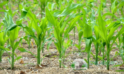 Ültetés kukorica ház a magok és palánták - különösen a folyamat