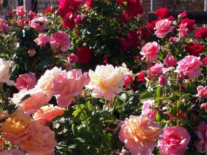 Ültetés Roses - válaszd ki a helyét a Rose