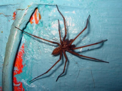 Igaz és kitalált történetek a hátborzongató pókok, umkra