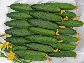 Prischepa uborka (Ami csipet uborka) Prischepa uborka