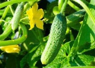 Prischepa uborka (uborka szükséges csipet) Prischepa uborka