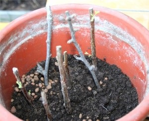 Physocarpus ültetés és ápolás egyszerű nyelven