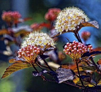 Physocarpus ültető ellátás és termesztése fajták a betegség és a műtrágyák, a szaporodás és a fotó