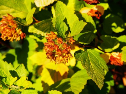 Physocarpus fajták, ültetés, tenyésztés, gondozás