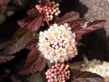 Physocarpus fajták, ültetés, tenyésztés, gondozás