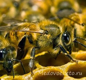 Dolgozó méhek születés, az élet és a munka a kaptárban