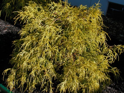 Plant ciprus - ültetés és gondozás; fotó ciprus, Chamaecyparis fajok és fajták; megművelés