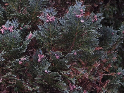 Plant ciprus - ültetés és gondozás; fotó ciprus, Chamaecyparis fajok és fajták; megművelés