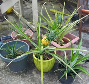 Szaporodásra ananász ananász otthon