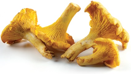 Stud chantarelle (chantarelle) tenyésztés rókagomba