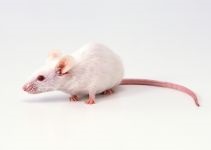 Tenyésztési egerek, Egerek kölyökpatkányt csupasz vak, újszülött tömegnövekedés kölykök súlya, fogak,