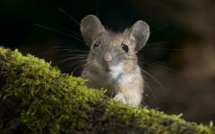 Tenyésztési egerek, Egerek kölyökpatkányt csupasz vak, újszülött tömegnövekedés kölykök súlya, fogak,