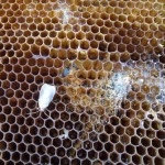 Tenyésztési viasz moly, gyakorlati méhészeti