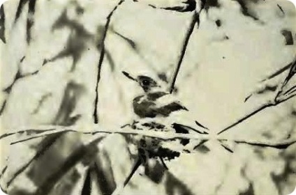 Ritka fotók 12 faj kihalt madarak