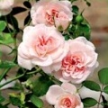 Rose Hybrid Tea Wendell (vendela), emelkedett a bölcsődei, vásárolni rózsa az online áruház,