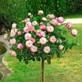 Rose Hybrid Tea Wendell (vendela), emelkedett a bölcsődei, vásárolni rózsa az online áruház,
