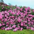 Rose Hybrid Tea Wendell (vendela), emelkedett a bölcsődei, vásárolni rózsa az online áruház,