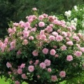 Rose Hybrid Tea Wendell (vendela), emelkedett a bölcsődei, vásárolni rózsa az online áruház,