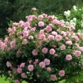 Rose Hybrid Tea Wendell (Vendela), emelkedett a bölcsődei, vásárolni rózsa az online boltban, (Rose) Rose Hybrid Tea Wendell (vendela), emelkedett a bölcsődei, vásárolni rózsa az online áruház,