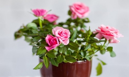 Rose Kordan érdekel a vásárlás után (utána) Rose Kordan érdekel a vásárlás után