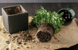 Rose Kordan érdekel a vásárlás után (Rose) Rose Kordan érdekel a vásárlás után