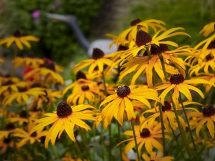 Rudbeckia hosszú távú (43 fotó) ültetés és gondozás, szőrös, fényes, egyre nagyobb a mag