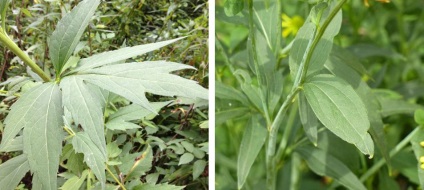 Rudbeckia fajták, fotó, egyre nagyobb a mag, ültetés és gondozás a nyílt terepen