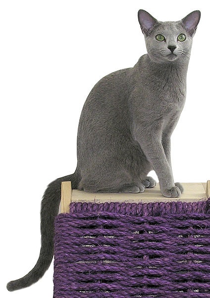 Orosz kék macska fotó, vásárlás, ár, videó