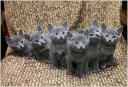 Orosz kék macska fotók, videók, ár, fajta leírás, karakter
