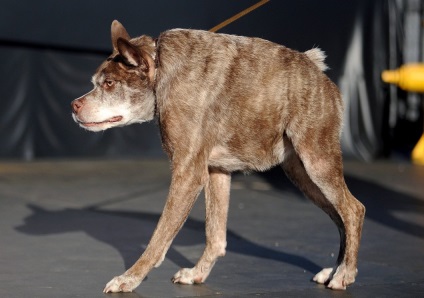 A legrondább kutya a világon 2014-ben, kykyryzo