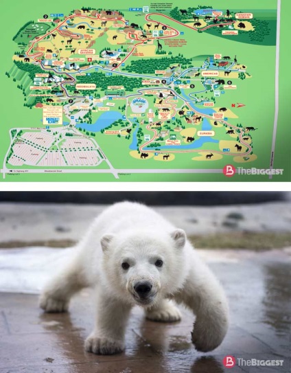 A legnagyobb állatkert a világon (top 10 legnagyobb állatkertek)