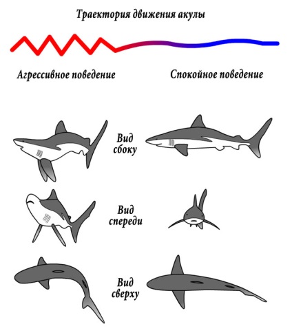 A titkos kommunikáció nyelve cápák