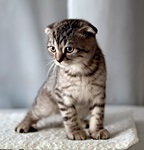 Komolyan háziállatok - Scottish fold macska lógó fülek