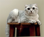 Komolyan háziállatok - Scottish fold macska lógó fülek