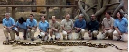 Kockás piton - a legnagyobb kígyó a világon