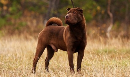 Shar Pei fajta leírás, képességgel, fotó, házi