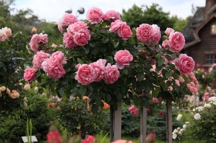 Stam rózsák - ültetés, gondozás és metszés, online shop - Garden City Dim plus