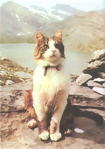 Swiss cat hegymászó - zooinform Város