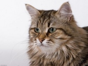 Szibériai macska fotók, ár, leírás fajta, szín, karakter, etetés, ápolás, videó