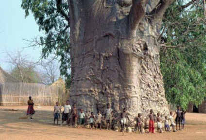 Hány éves baobab növekvő gyermekek online enciklopédia, „Azt akarom tudni, hogy mindent”