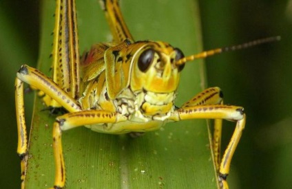 Hány élő sáskák rövid leírást a rovar
