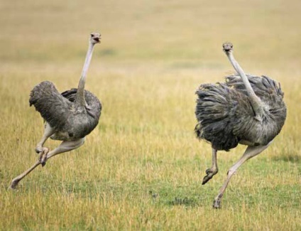 Strucc sebesség milyen gyorsan tud futni egy madár