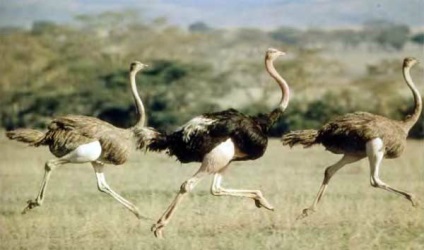Strucc sebesség milyen gyorsan tud futni egy madár