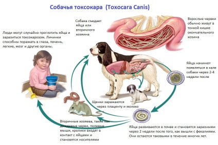 Kutya Toxocara (Toxocara canis) - kutya Ascaris