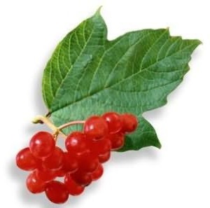 Juice Viburnum hasznos tulajdonságok, receptek (juice) Juice Viburnum hasznos tulajdonságok, receptek
