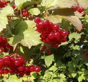 Juice Viburnum hasznos tulajdonságok, receptek (hasznos) Juice Viburnum hasznos tulajdonságok, receptek