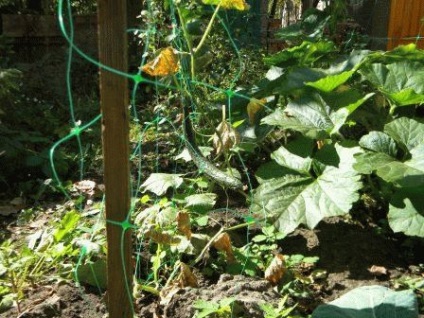 Grade uborka Zozulya, hogy vizsgálják felül a termesztés, napos nyári tartózkodási