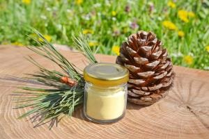 Pine pollen használják a népi gyógyászatban receptek, hogyan lehet